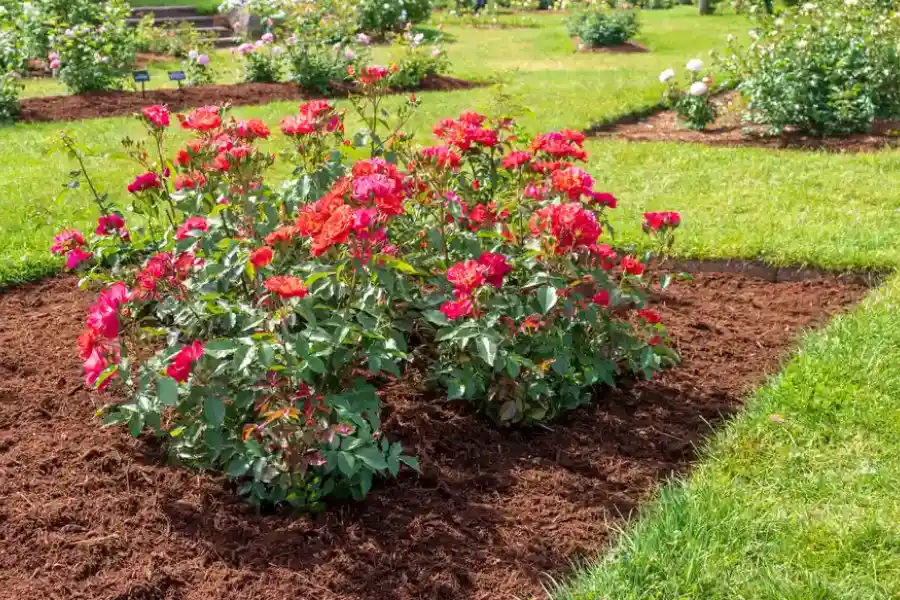 How Mulching Supports Soil Control On Job Sites in Hightstown, NJ How Mulching Supports Soil Control On Job Sites in Hightstown, NJ
