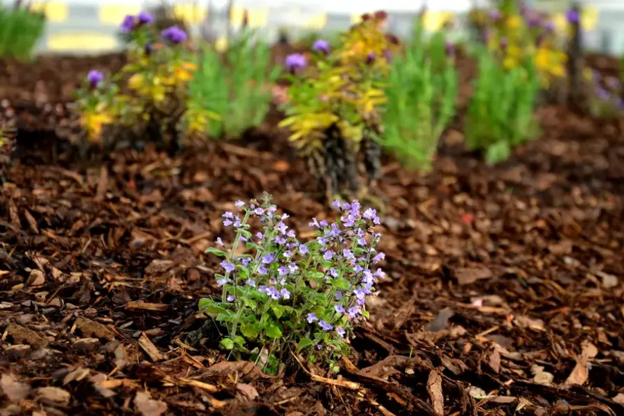 Mulching Benefits For Construction Site Stability Hightstown, NJ Mulching Benefits For Construction Site Stability Hightstown, NJ
